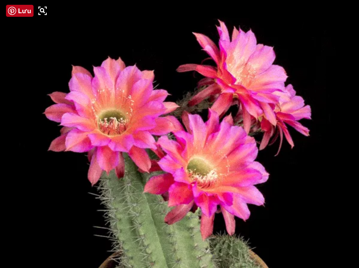 Cận[-]cảnh[-]hoa[-]xương[-]rồng[-]nở[-]hoa[-]kỳ[-]diệu